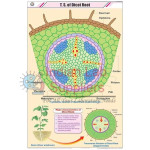 T.S Root Dicot Chart